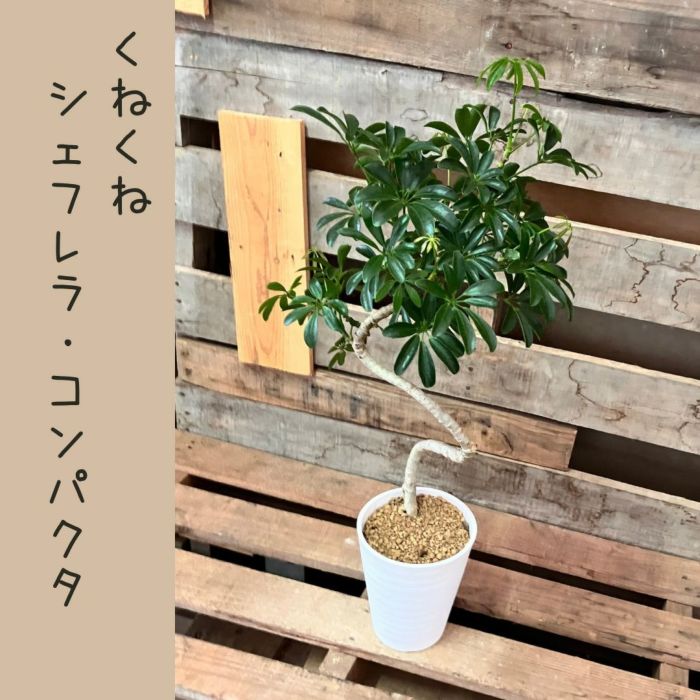 観葉植物現品販売