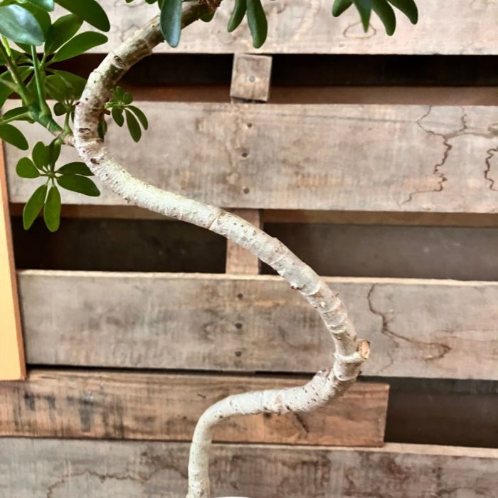 観葉植物現品販売