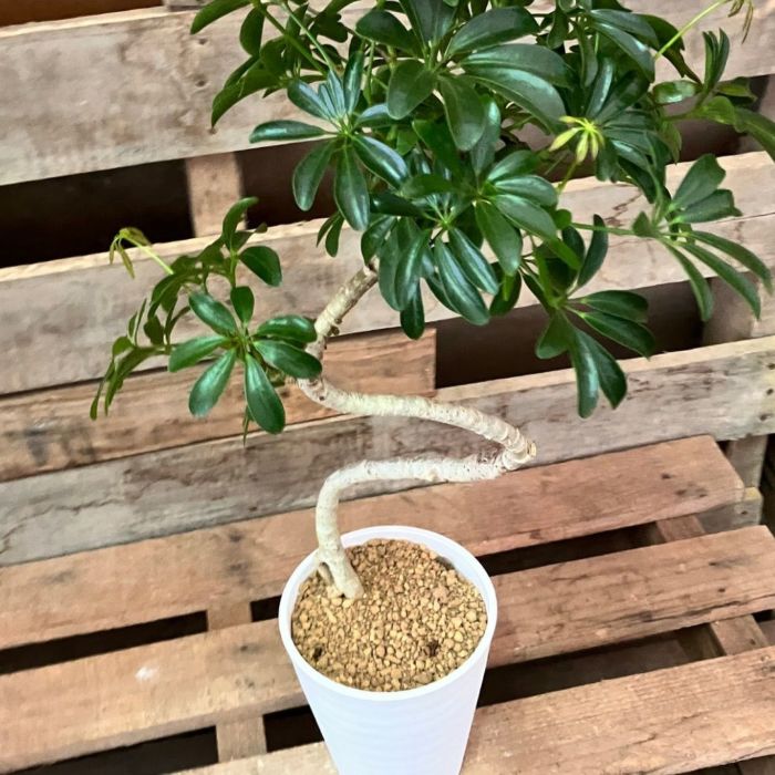 観葉植物現品販売