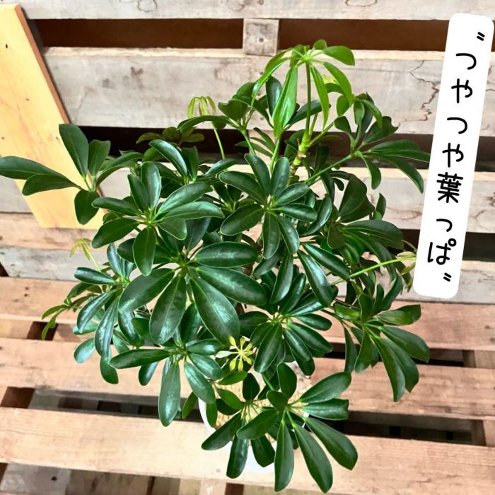 観葉植物現品販売
