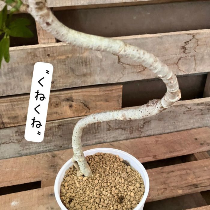 観葉植物現品販売