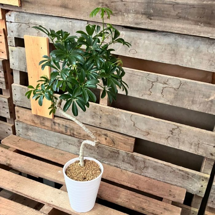 観葉植物現品販売