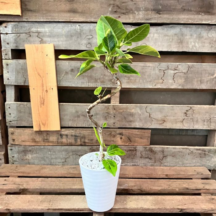 観葉植物現品販売