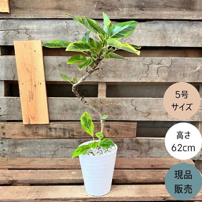 観葉植物現品販売