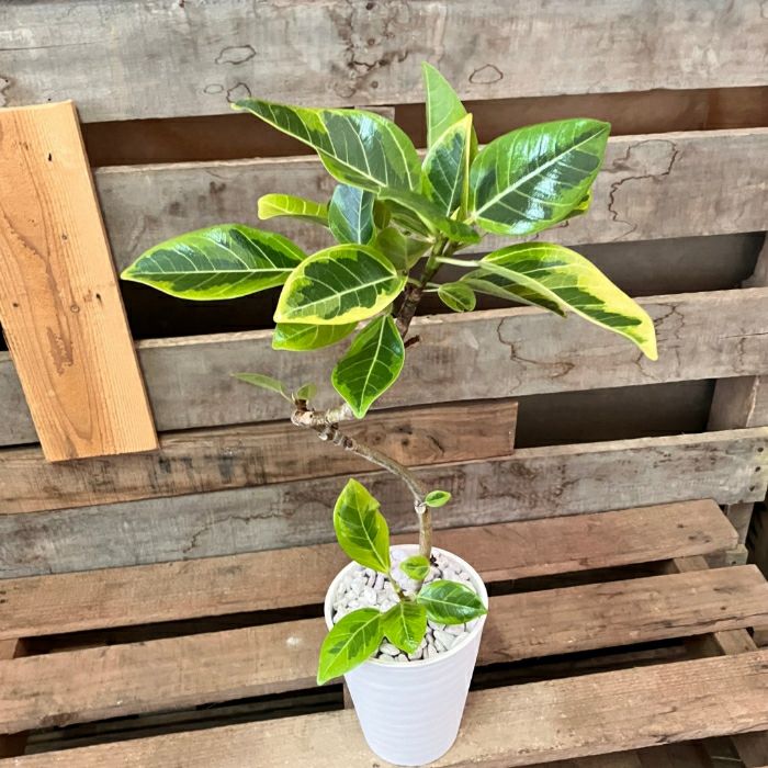 観葉植物現品販売