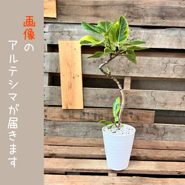 観葉植物現品販売