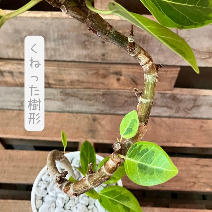 観葉植物現品販売