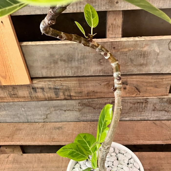 観葉植物現品販売