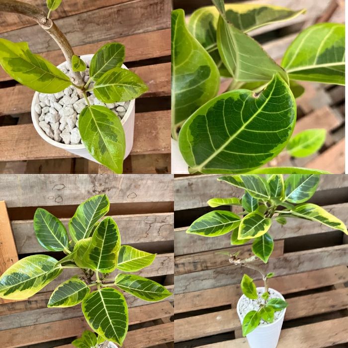 観葉植物現品販売