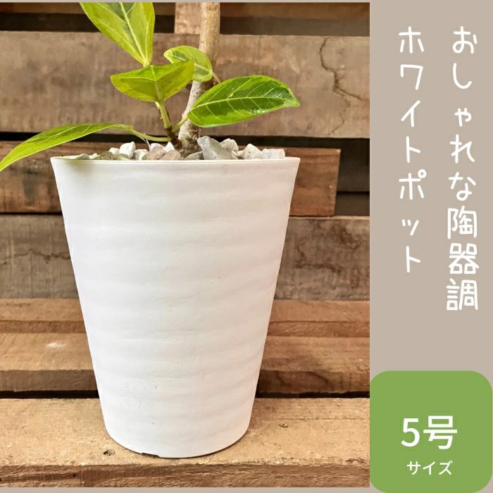 観葉植物現品販売