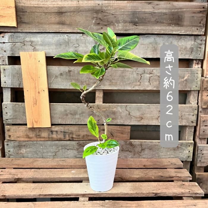 観葉植物現品販売