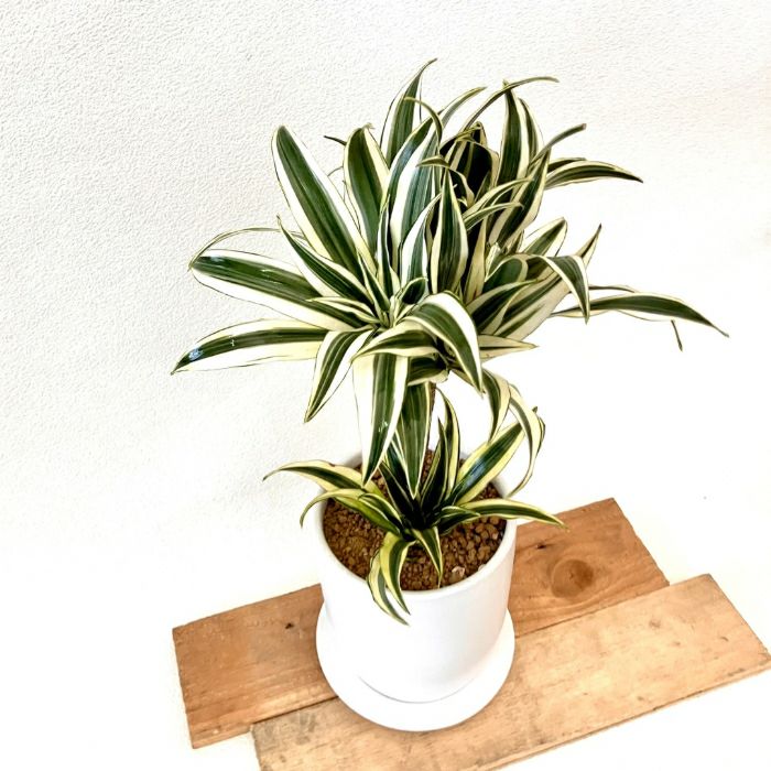 観葉植物現品販売