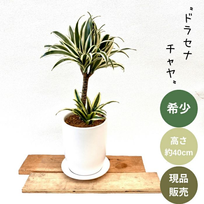 観葉植物現品販売