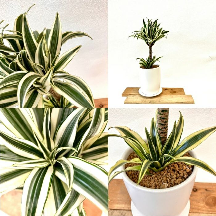 観葉植物現品販売