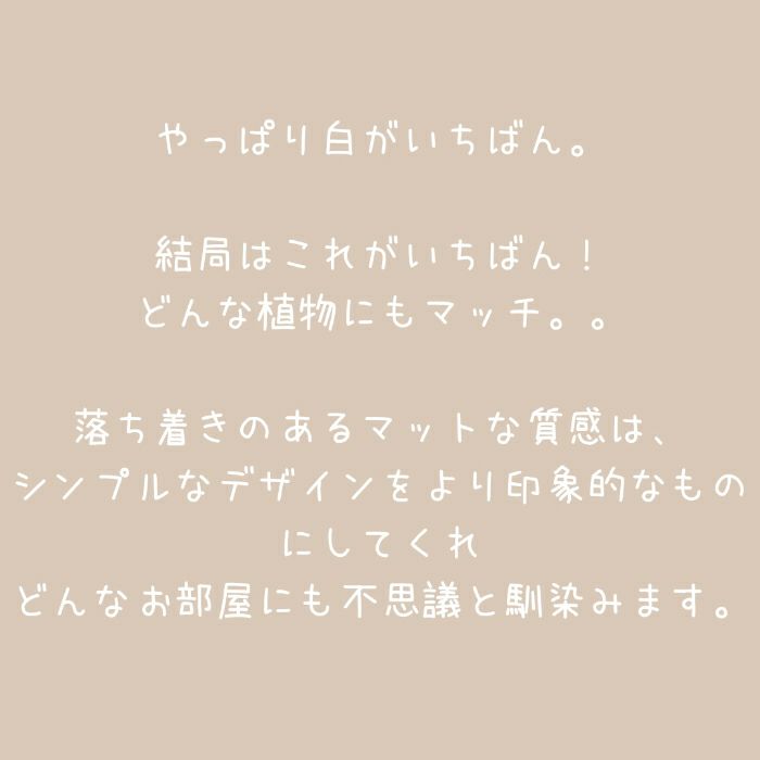 観葉植物現品販売