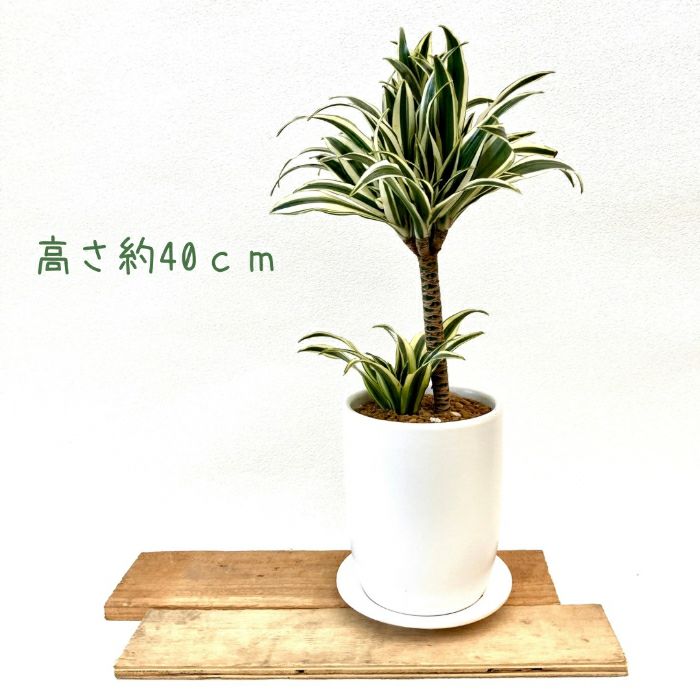 観葉植物現品販売