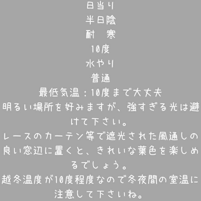 観葉植物現品販売