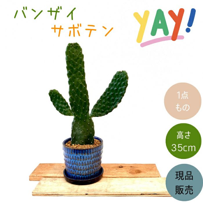 観葉植物現品販売
