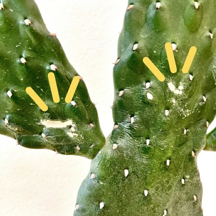 観葉植物現品販売