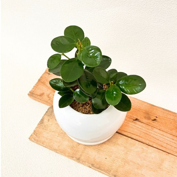 観葉植物現品販売