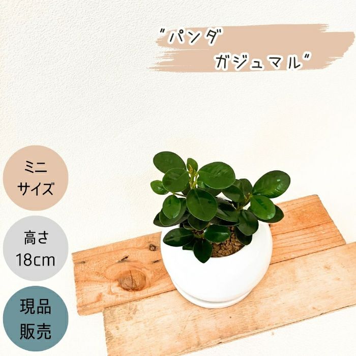 観葉植物現品販売