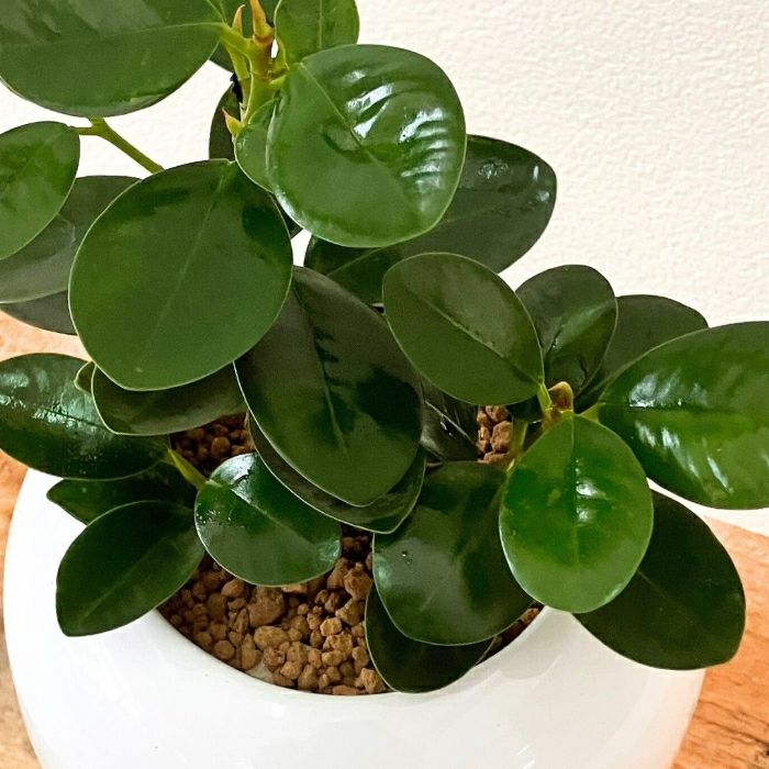 観葉植物現品販売