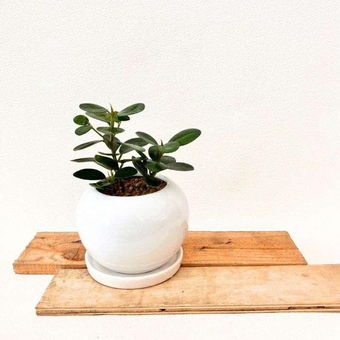 観葉植物現品販売