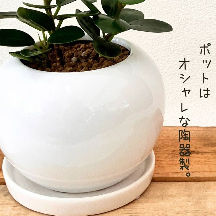観葉植物現品販売