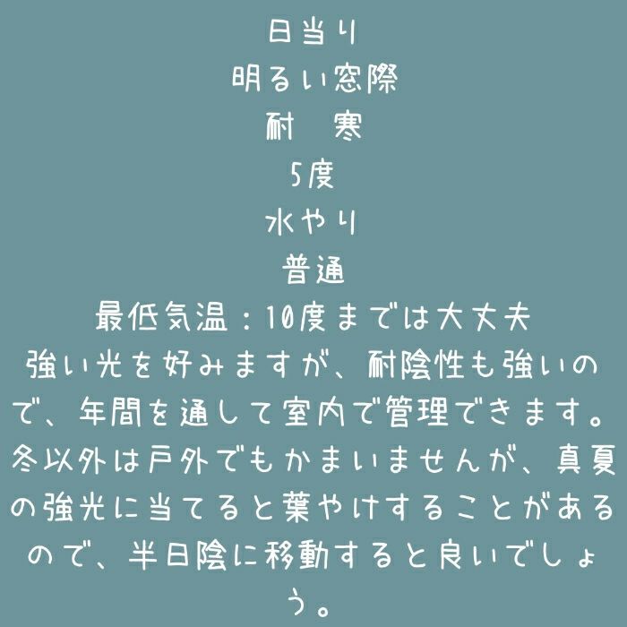 観葉植物現品販売