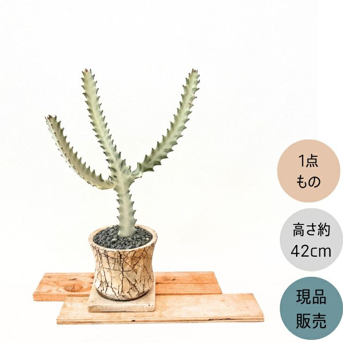 観葉植物現品販売