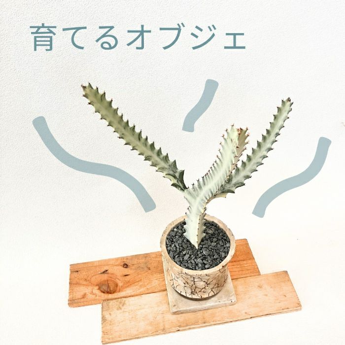 観葉植物現品販売