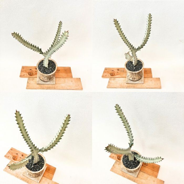 観葉植物現品販売