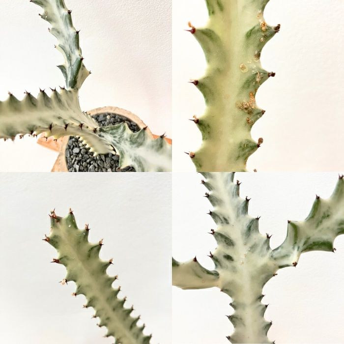 観葉植物現品販売