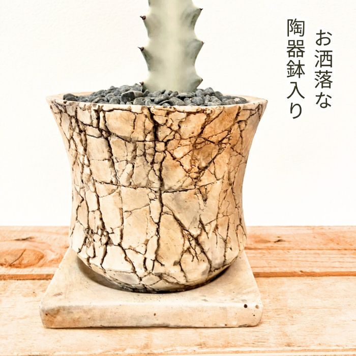 観葉植物現品販売