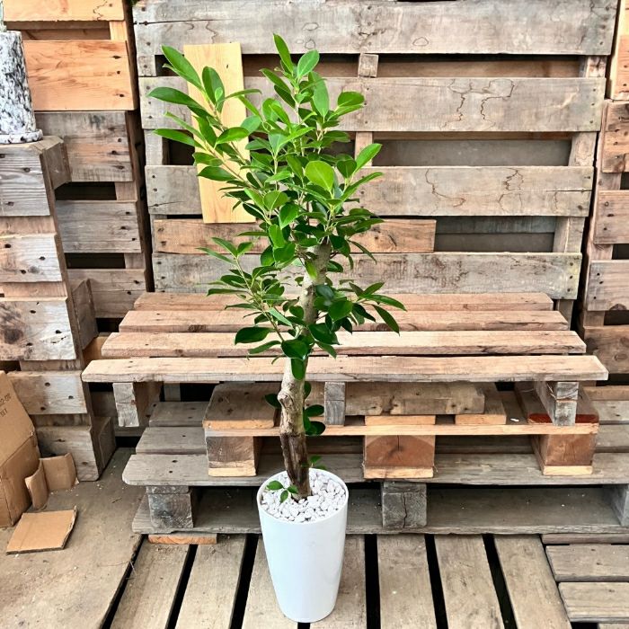 観葉植物現品販売