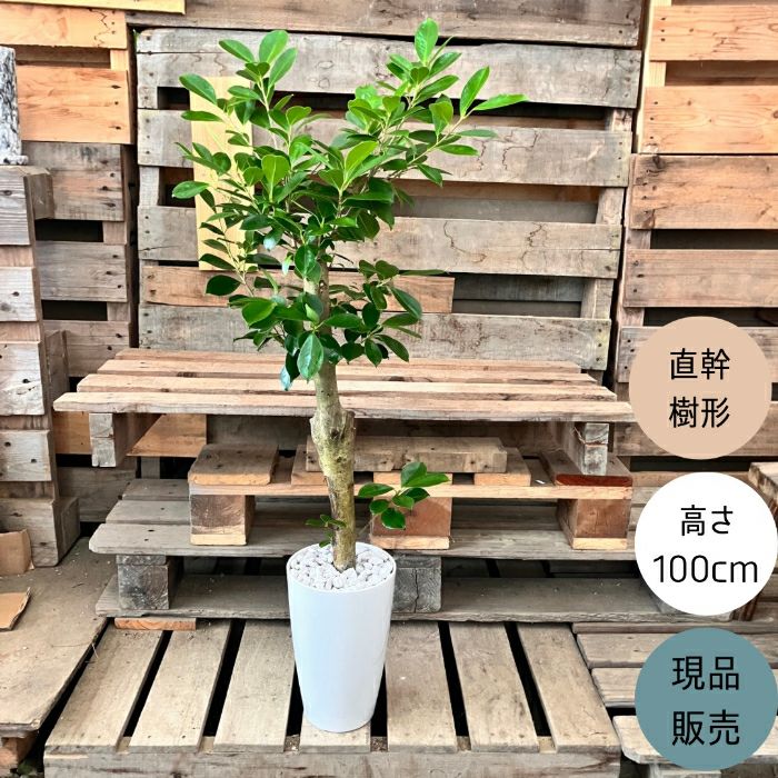 観葉植物現品販売