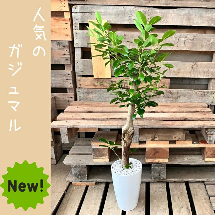 観葉植物現品販売