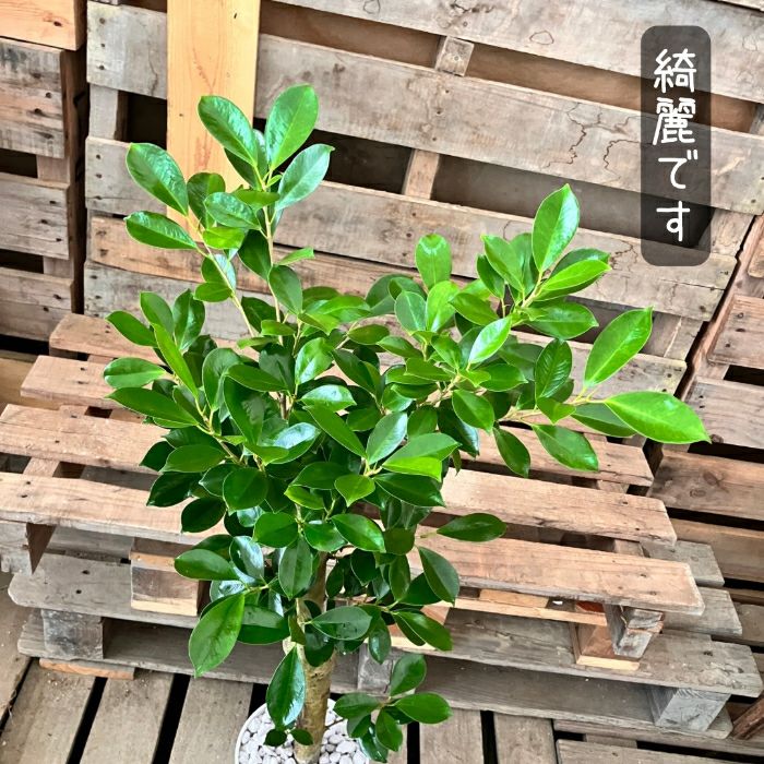 観葉植物現品販売