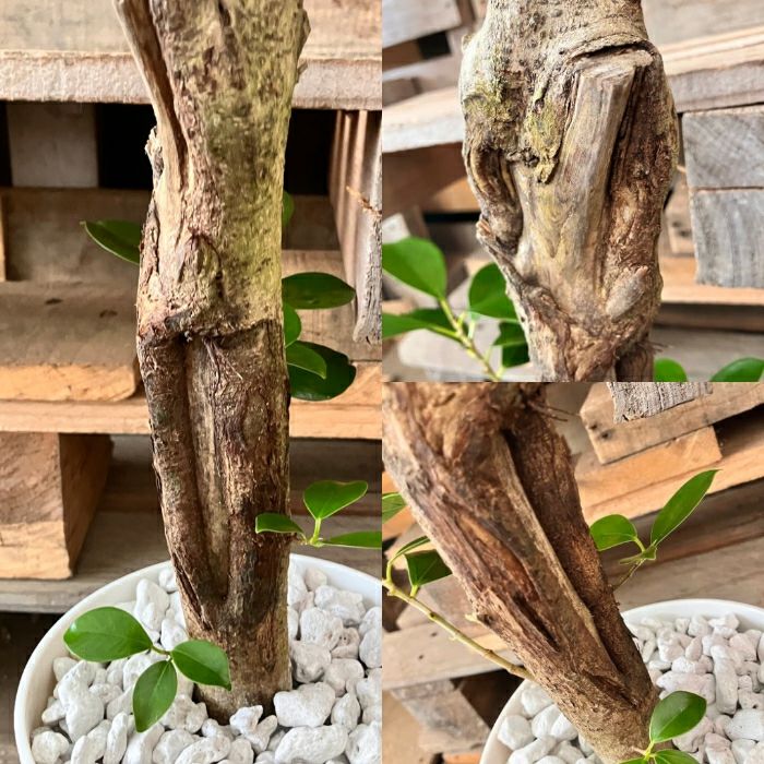 観葉植物現品販売