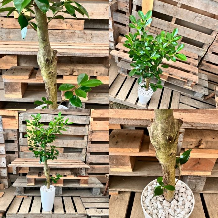 観葉植物現品販売