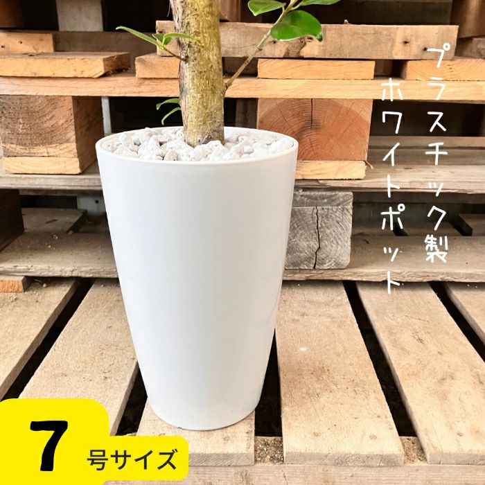 観葉植物現品販売