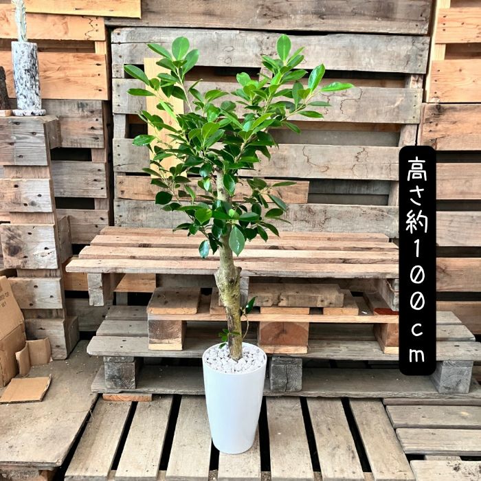 観葉植物現品販売