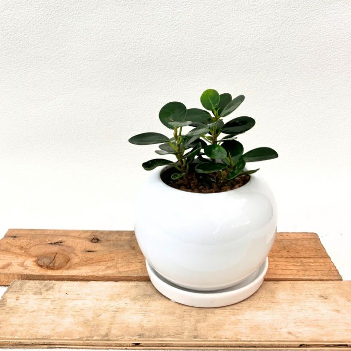 観葉植物現品販売