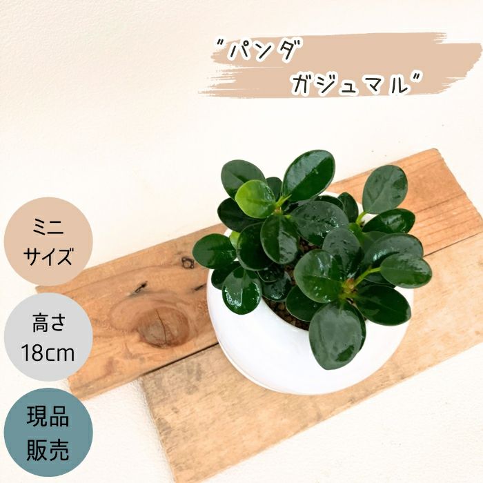 観葉植物現品販売