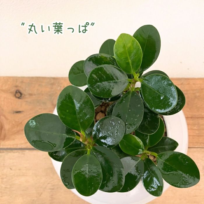 観葉植物現品販売