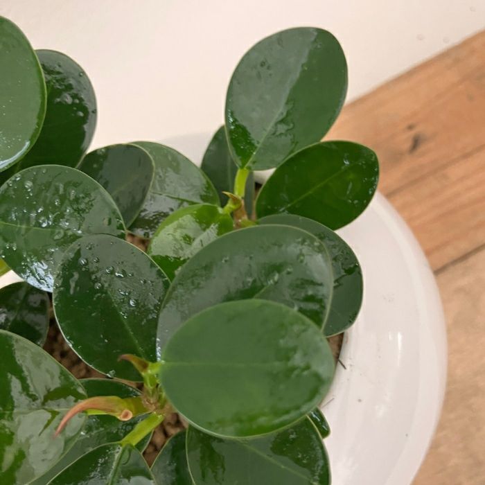 観葉植物現品販売