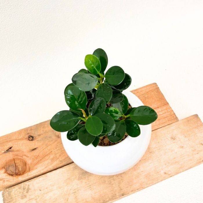 観葉植物現品販売