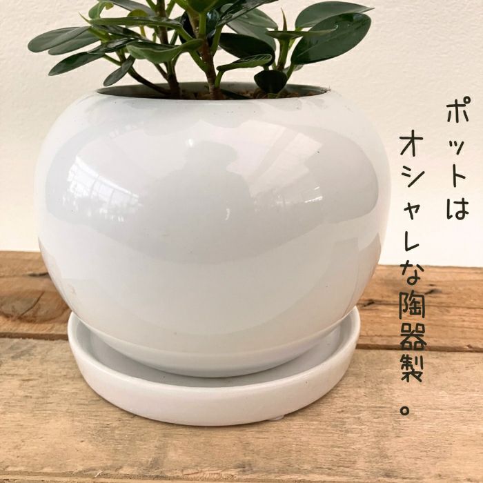 観葉植物現品販売