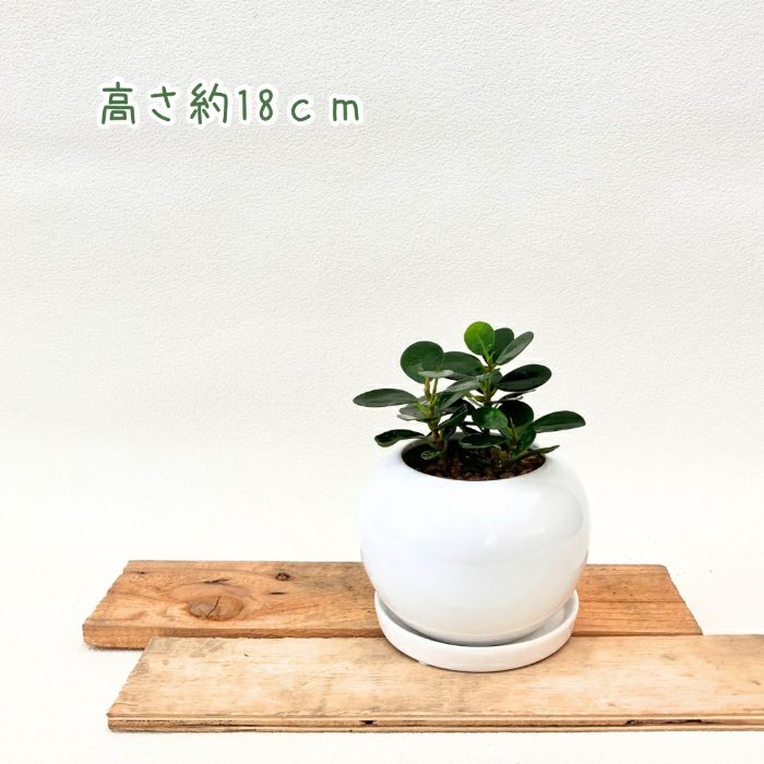 観葉植物現品販売