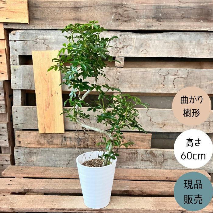 観葉植物現品販売
